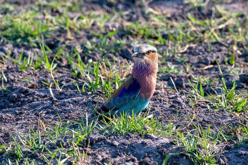 Lilac breasted roller