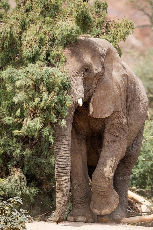 African Elephant