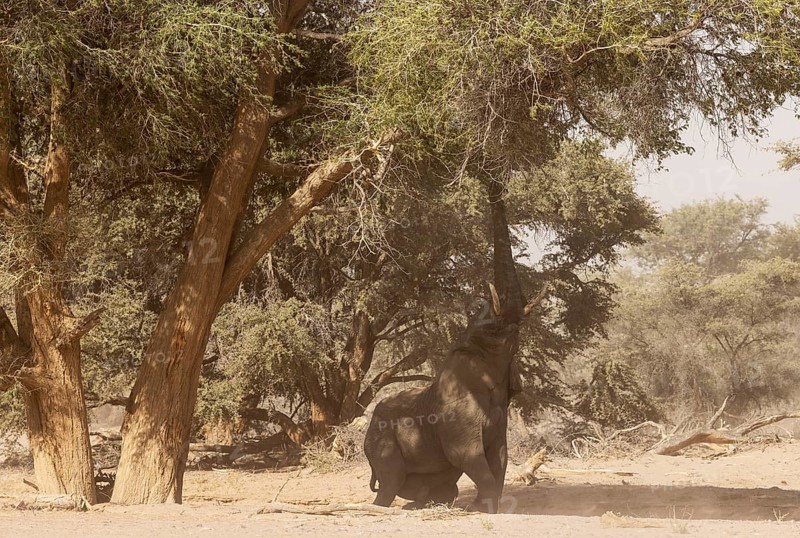 African Elephant