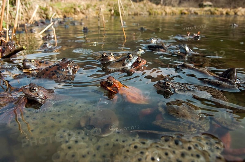 Common frog