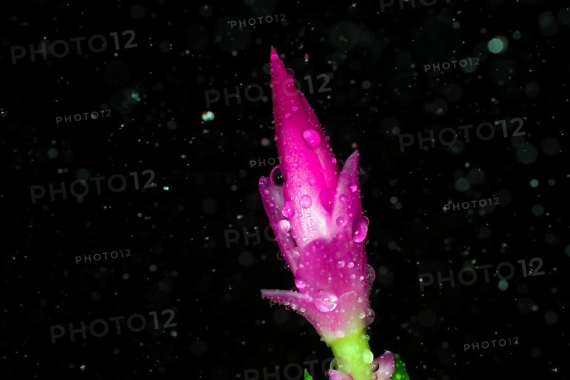 Red flower of a Schlumbergera with water drops and raindrops