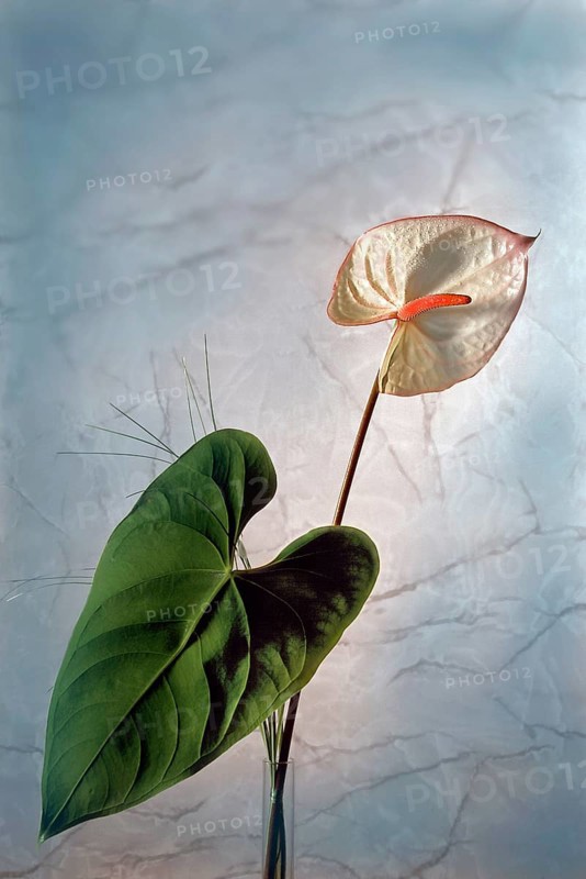 Flamingo flower