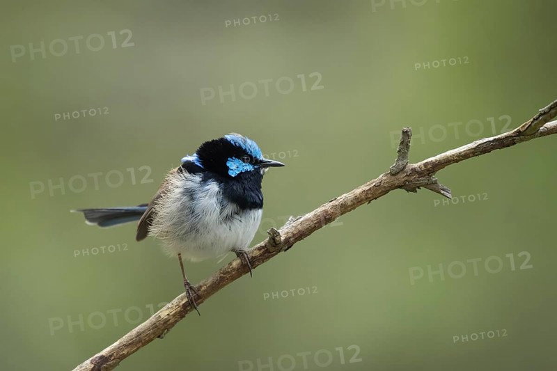 Superb fairy-wren