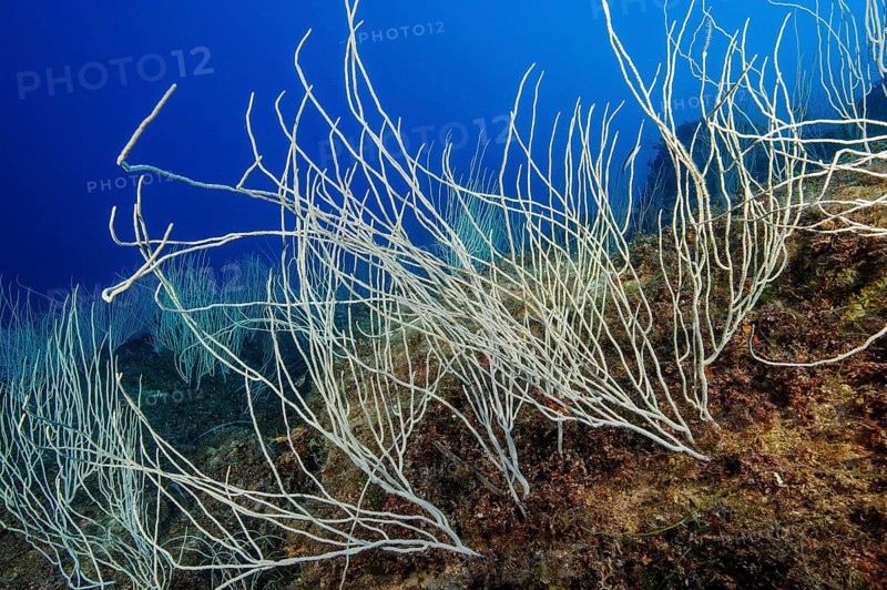 Colony of horn coral white gorgonian