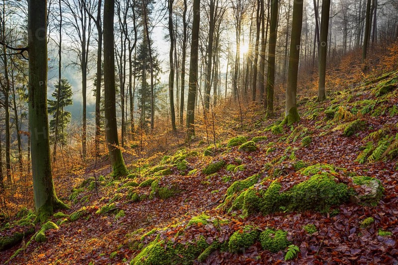 Mountain Forest at Sunrise