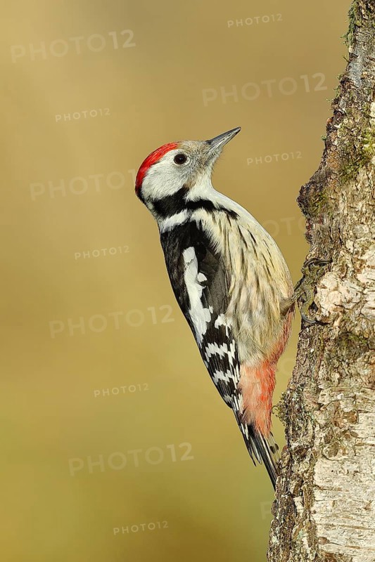Middle spotted woodpecker
