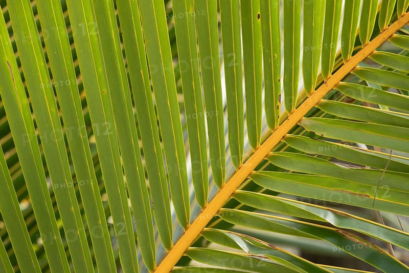Australian fan palm