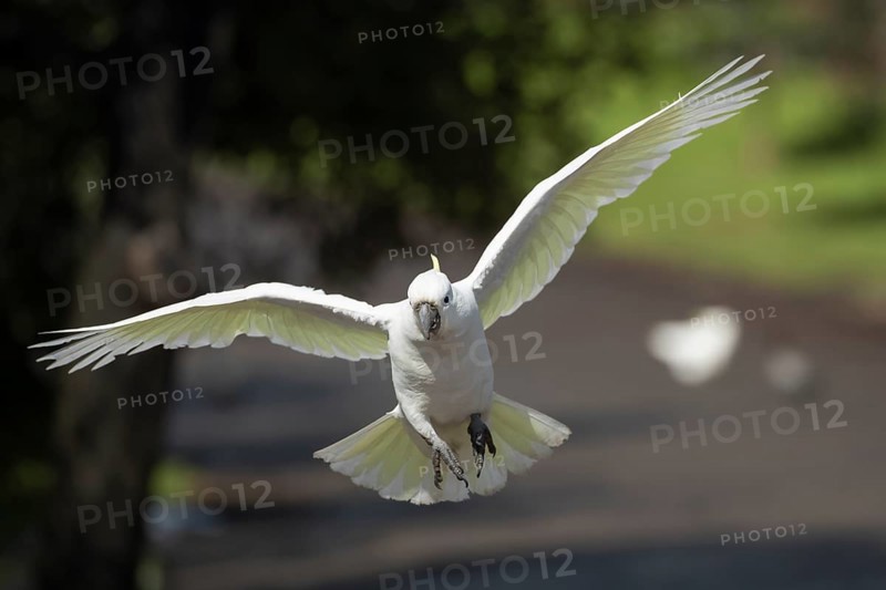 Sulphur-crested cockatoo