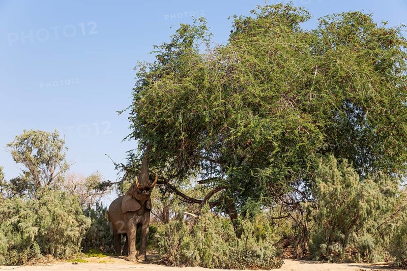 African Elephant