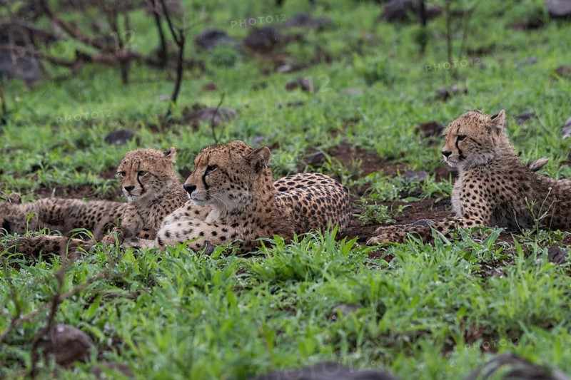 Cheetah