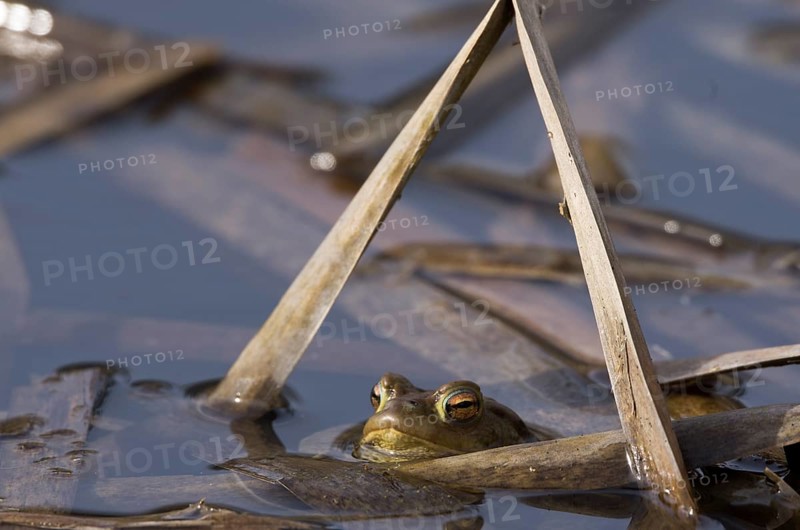 Common toad