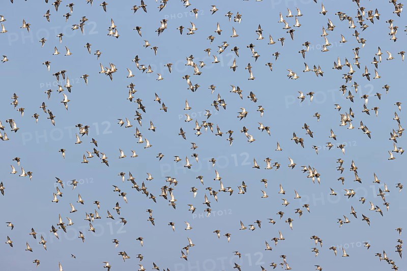 European golden plover