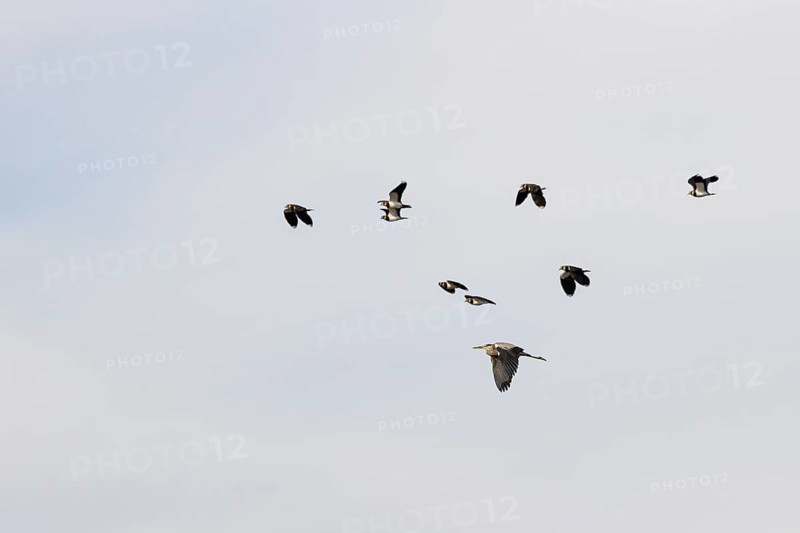 Northern lapwing