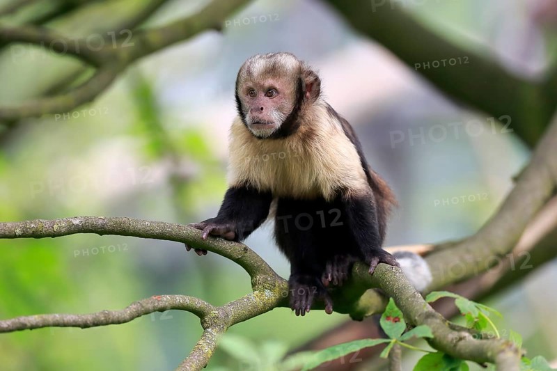 Golden-bellied capuchin