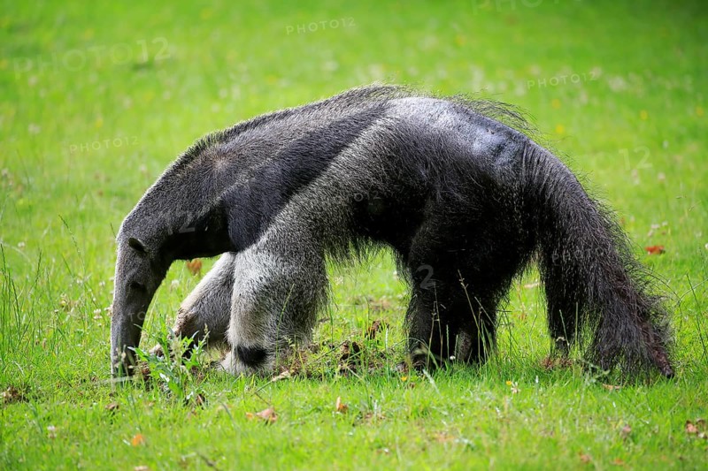 Giant anteater
