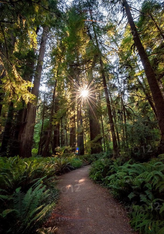 Hiking trail through forest with coast redwoods