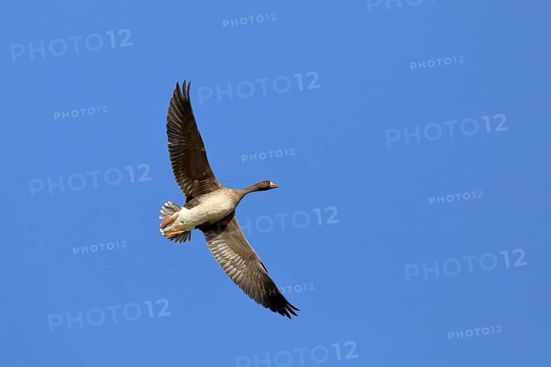 Greater white-fronted goose