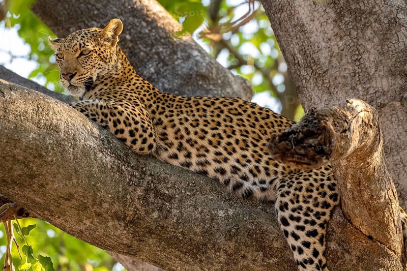 African leopard