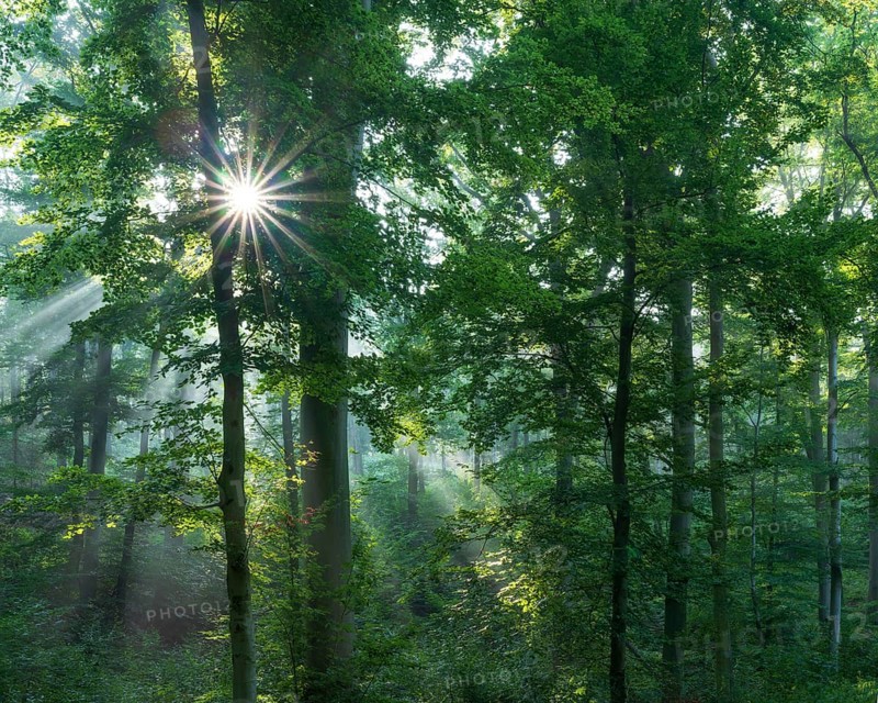 Beech forest flooded with light