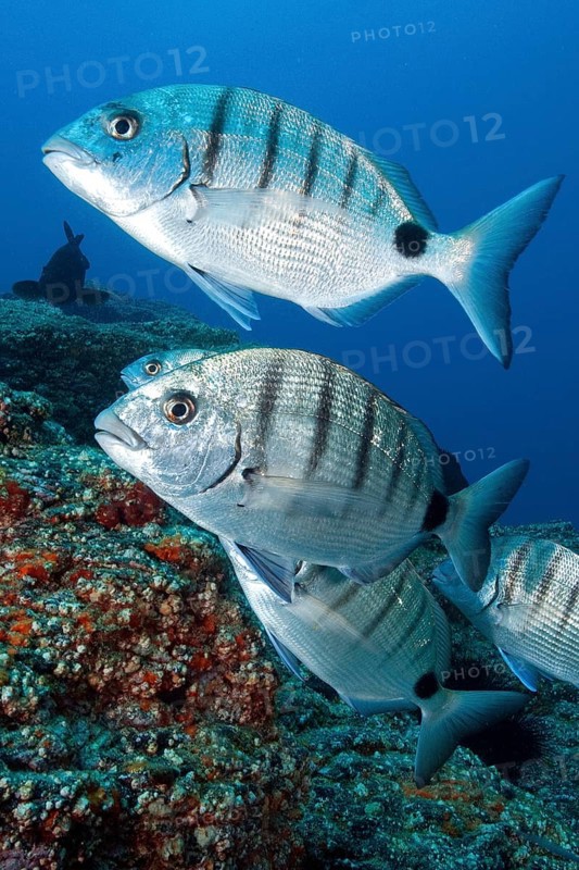 Lined striped sea bream