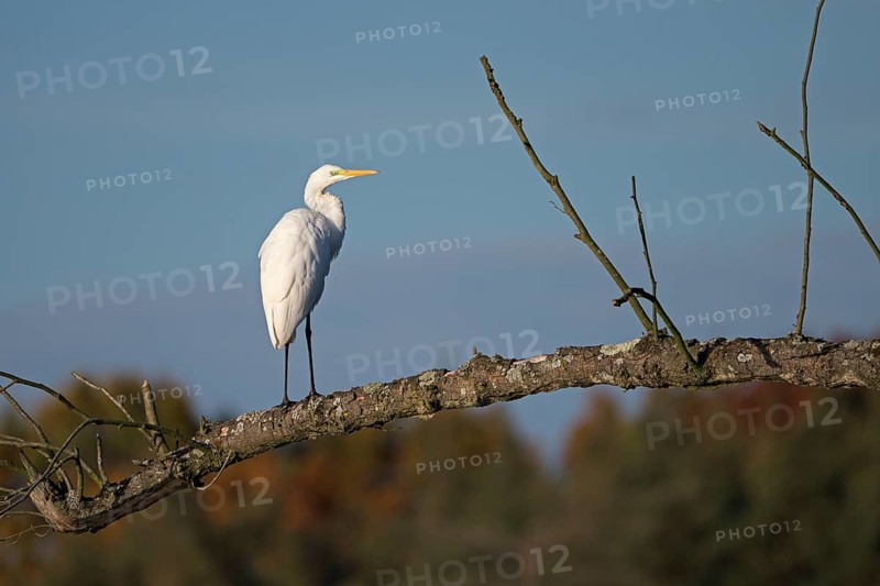 Great egret