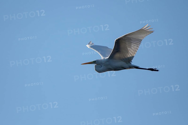 Great egret
