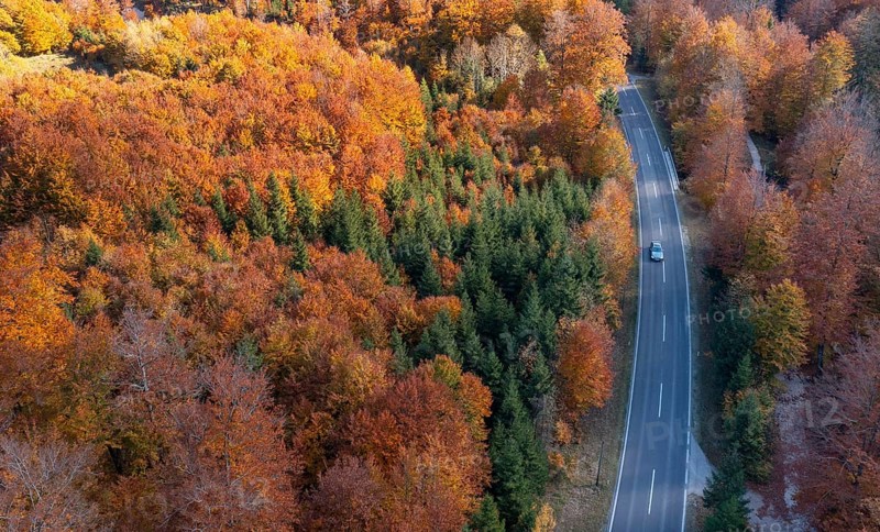 Autumnally coloured forest along the main road in Weissenbachtal