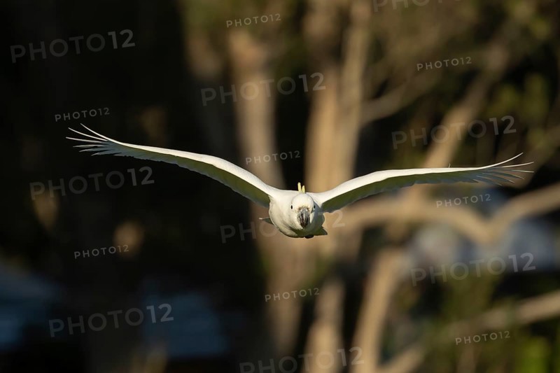 Sulphur-crested cockatoo
