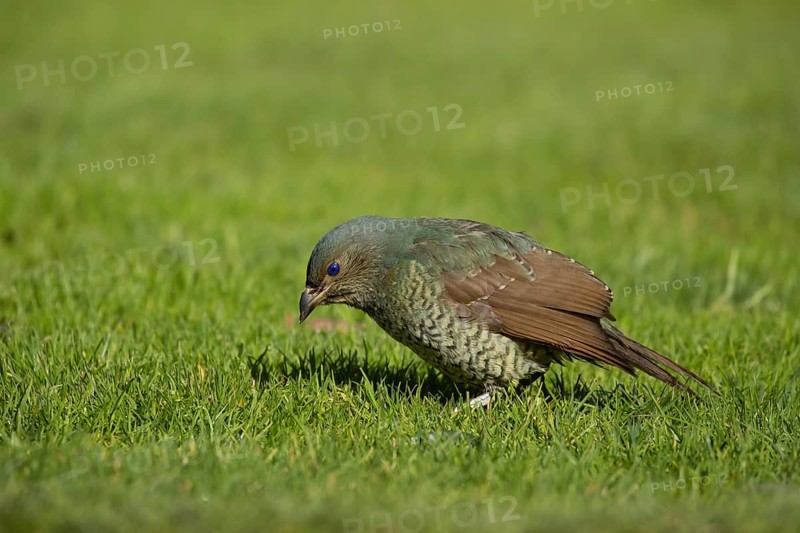 Satin bowerbird