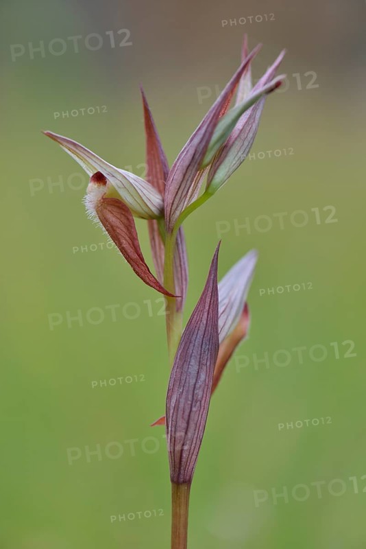 Serapias