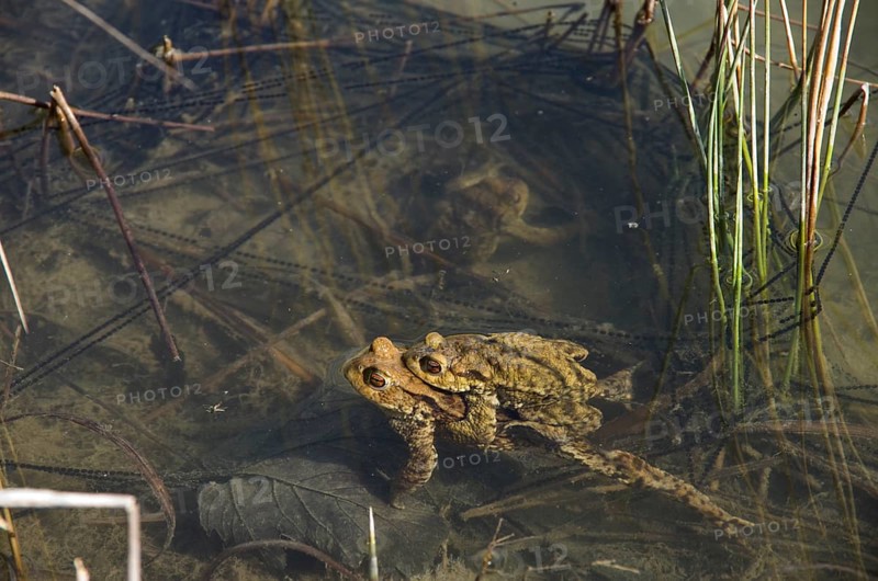 Common toad
