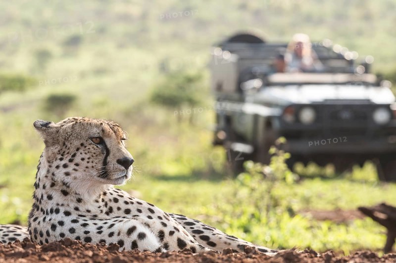 Cheetah