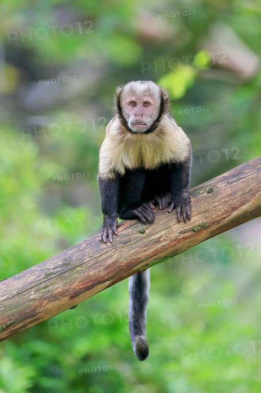 Golden-bellied capuchin