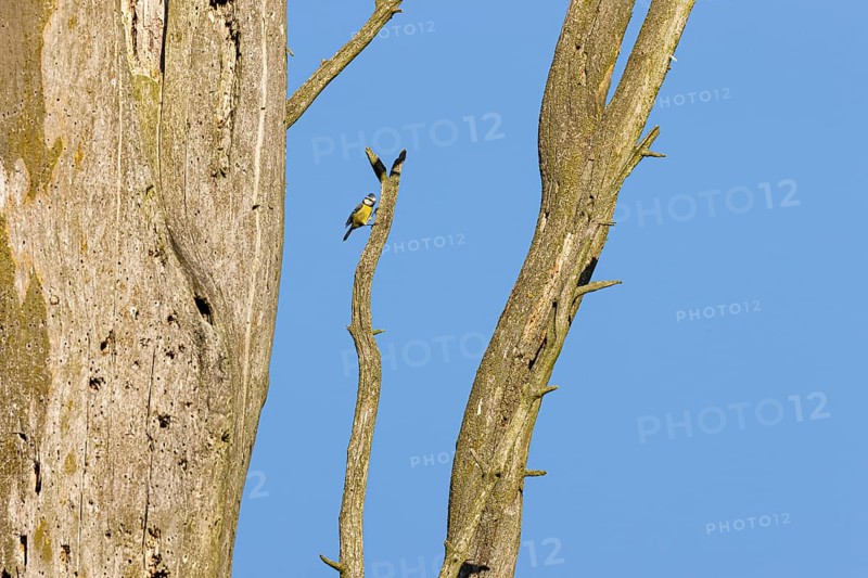 Blue tit