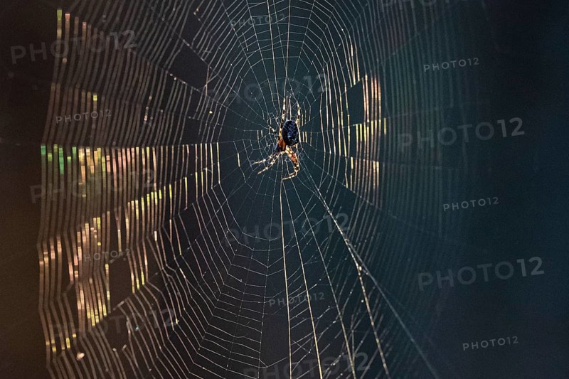 European garden spider