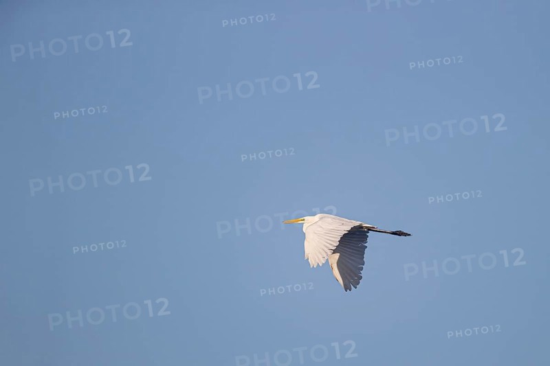 Great egret