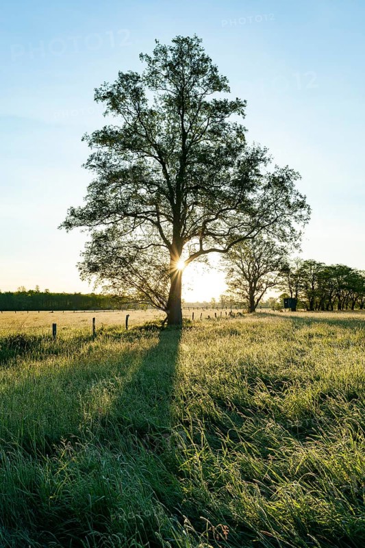 Black alder