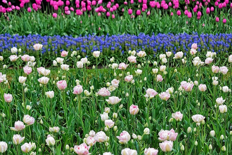 Pink tulips