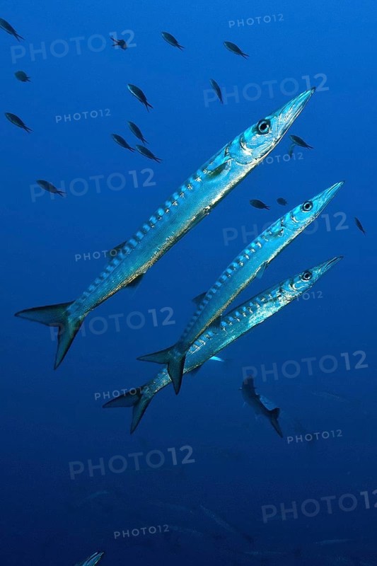 Group of european barracuda