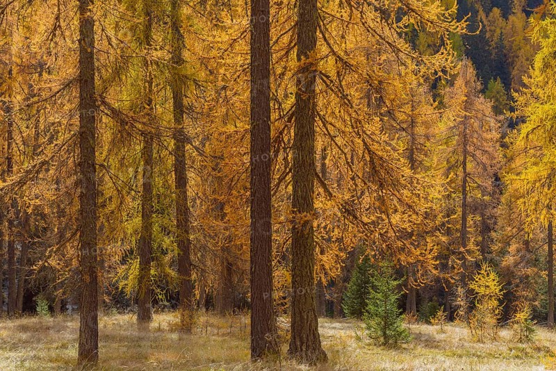 Beautifully colored larches near Cortina d'Ampezzo