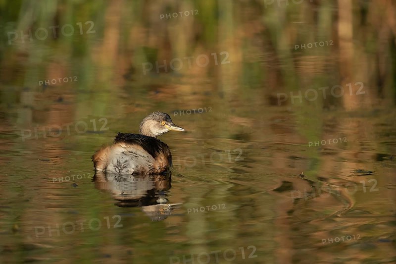 Australasian grebe