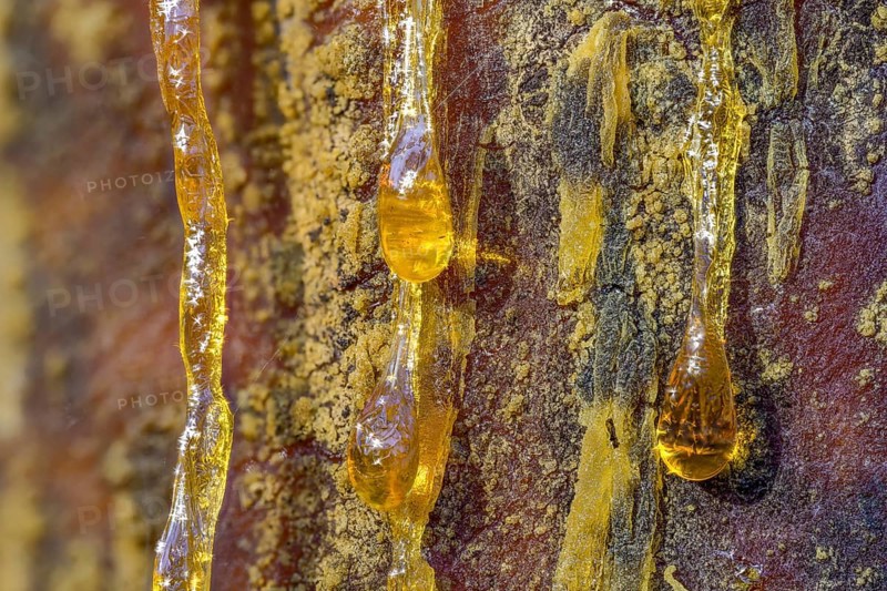 Tree resin of a european black pine