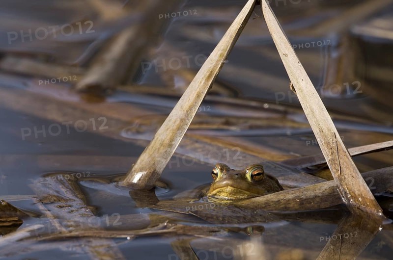 Common toad