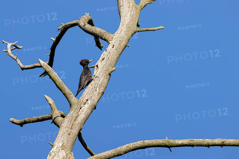 Black woodpecker