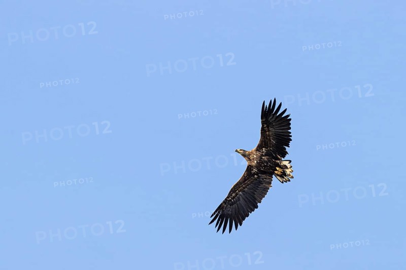White-tailed eagle