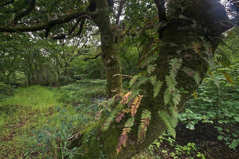 Sessile oak