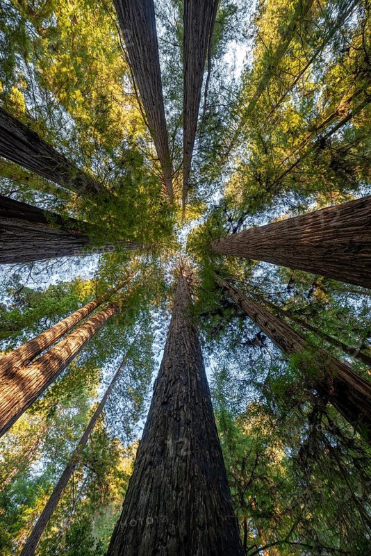 Coast redwoods