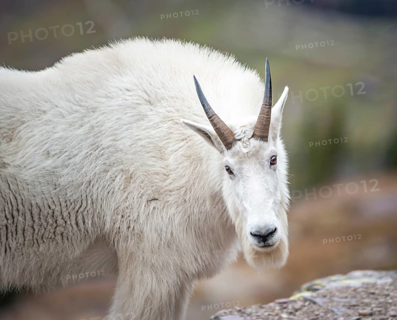 Mountain goat
