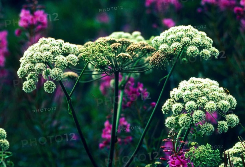 Masterwort