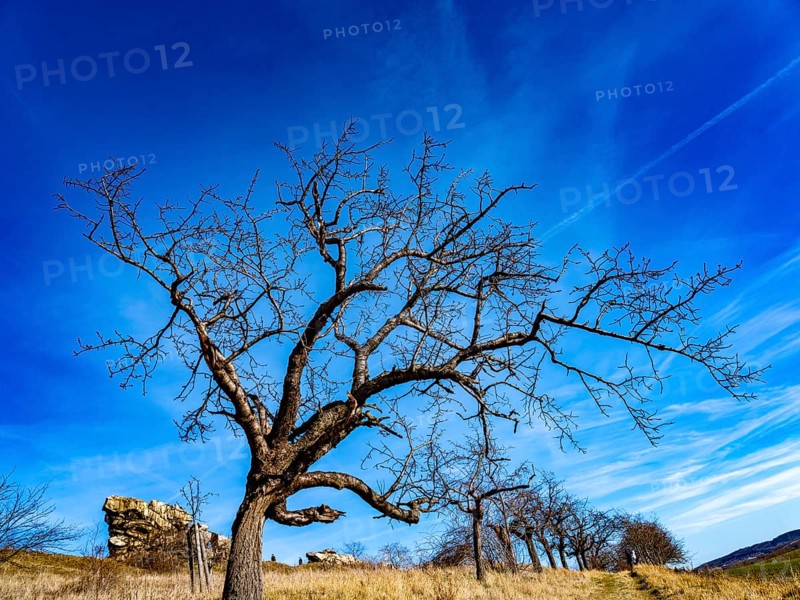 Tree at the rock formation Teufelsmauer